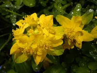DSCN2410.webp