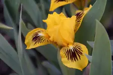 Eye Bright.webp