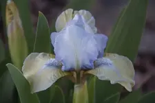 Mala Maja (falsch).webp