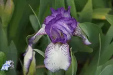Anne Elizabeth.webp