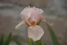 Rosa am Hundezwinger.JPG