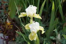 Smlg Biene.webp