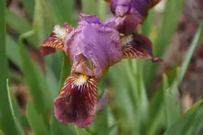 Little Rosy Wings.JPG