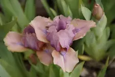 Mini Song.webp