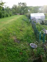 2016-05-21 Wildhecke.webp