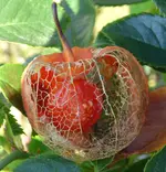 P1020970 Physalis verbl.webp P1020970 Physalis verbl.webp