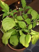 2009-08-19 chili jolokia + brazil rainbow + pepper fiesta 006 cut.webp