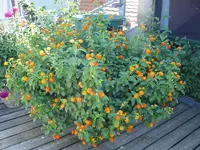 wandelroesczhen1.webp