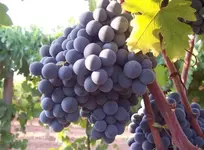uzum_3.webp