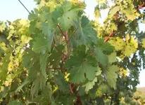 uzum_7.webp