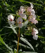 Drüsiges Springkraut 2.webp