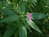 Drüsiges Springkraut 3.webp
