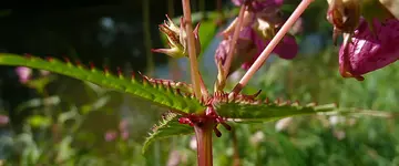 Drüsiges Springkraut 4.webp