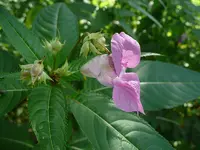 Drüsiges Springkraut 5.webp