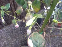 DSC00458.webp