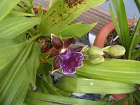 S4300003-1.webp