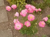 3mohn.webp
