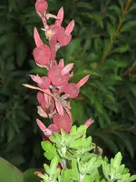 garten 09 008.webp