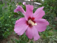 CIMG6897.webp