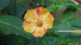 013.webp