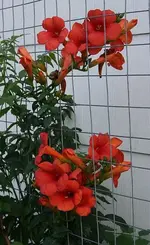 Campsis radicans2_klein.webp