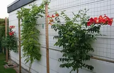 Campsis radicans ganze Wand_klein.webp