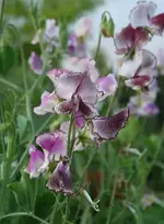 himbeer-gesprenkelte Wicke Hangbeet2_klein.webp