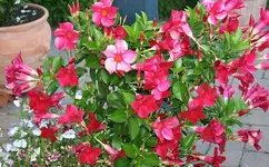 Prunkwinde_klein.webp