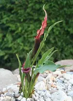 lilafarbene Calla_klein.webp