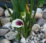weiß-brombeerfarbene Calla_klein.webp