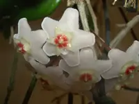 Wachsblume in der Wohnung v.webp