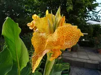 P1000064.webp