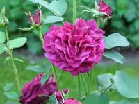 7179.webp