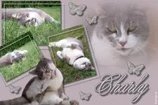 Fotocollage (7).webp