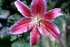 lilie.webp