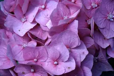 PICT0009.webp