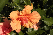IMG_0890.webp