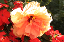IMG_0895.webp