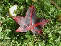 Blumen + Pflanzen alt 541 v.webp