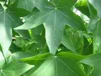 Bild 059.webp