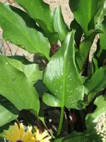 Bild 060.webp