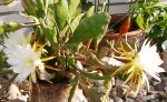 IMGP2792 epiphyllum blüten 4 - 5- 6.JPG