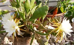 IMGP2792 epiphyllum blüten 4 - 5- 6.webp