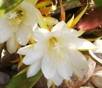 IMGP2793 - 2 epiphyllum-blüten nah.JPG