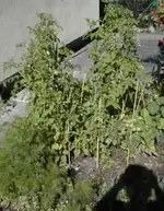 tomate.webp