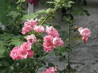 rose_orsbach_(1024_x_768).webp