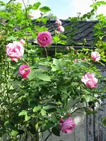 roseorsbach_(1024_x_768).webp