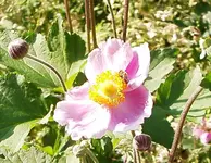 IMGP2738 herbstannemone.webp