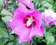 IMGP2753 2009-08-11  hibiskus.webp