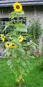 IMGP2754 sonnenblume total.webp